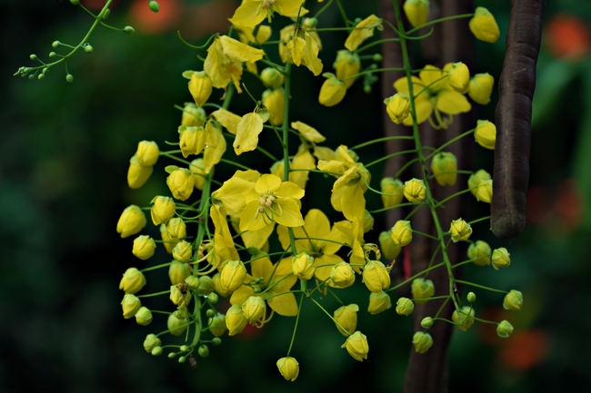 黄色决明子花图片