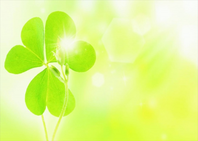 唯美四叶草图片