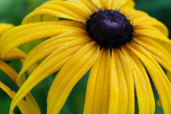微距特写黄色金光菊摄影图片