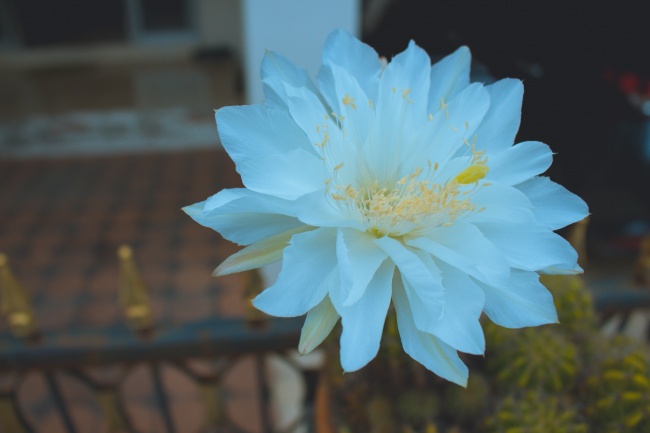 洁白色仙人掌花图片