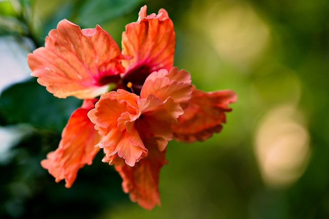 微距特写红色芙蓉花摄影图片