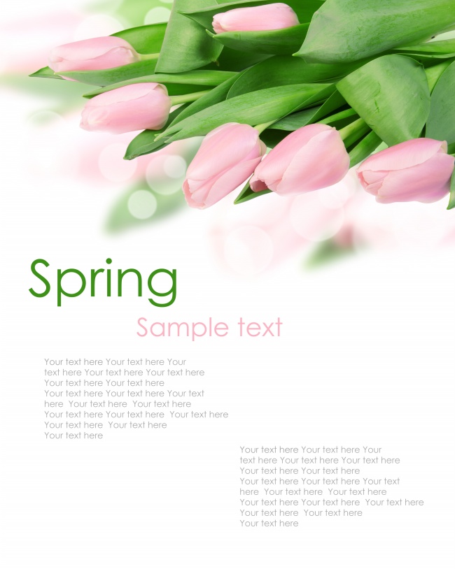 春天粉色郁金香图片