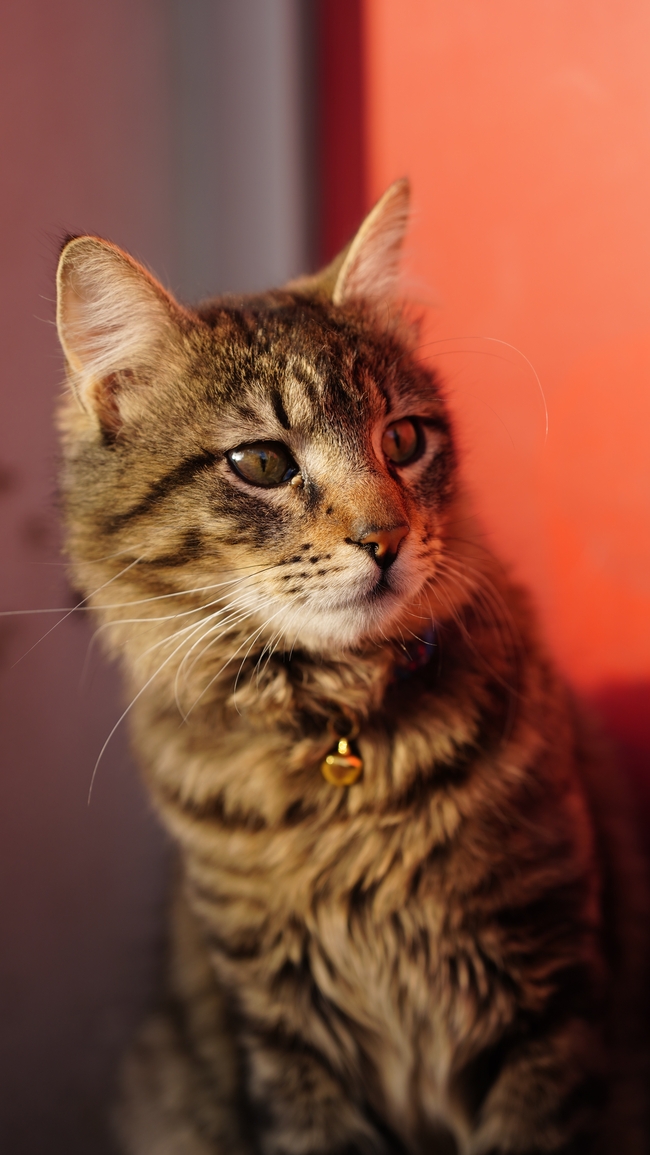 挪威森林猫图片
