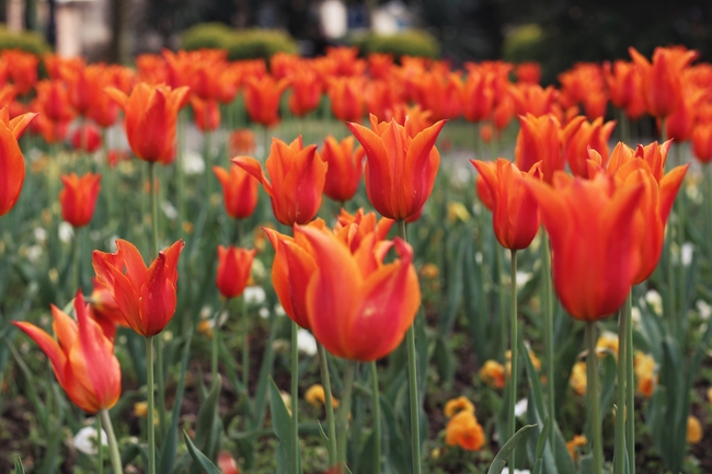 橙色郁金香花海图片