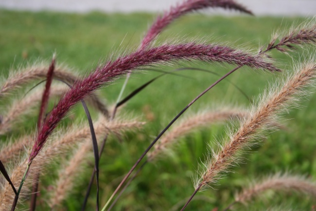 漂亮狗尾巴草图片