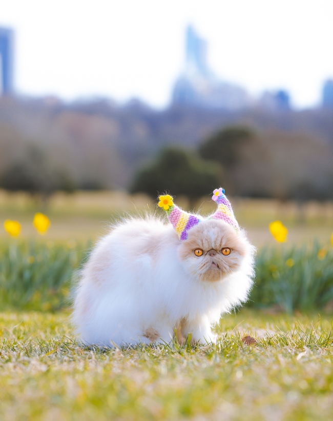 可爱波斯猫萌宠写真摄影图片