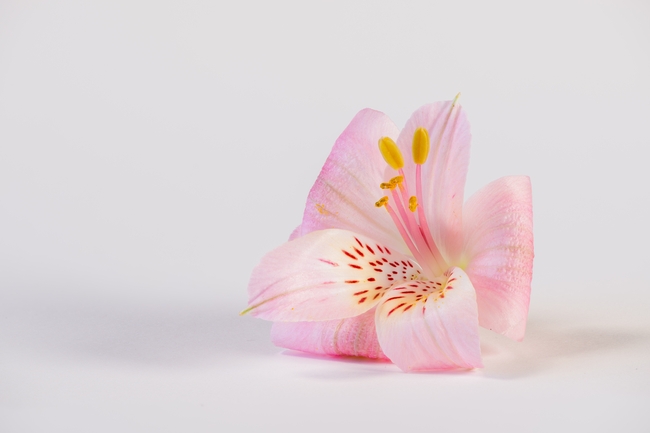 粉色百合花实拍摄影图片