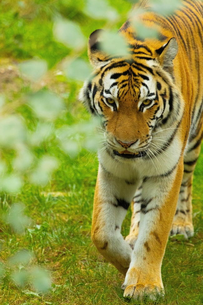 绿色草地野生猛虎摄影图片