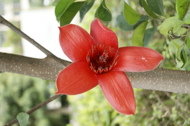 高清红色木棉花图片