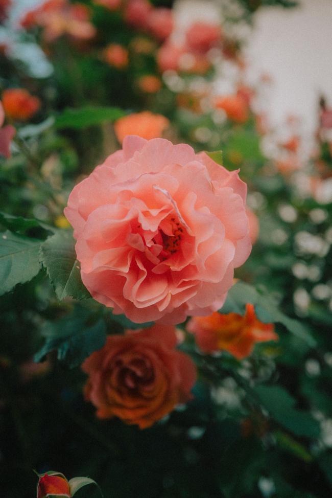 微距粉色植物花朵图片