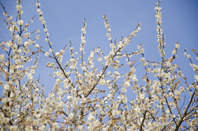 春天鲜花唯美图片下载