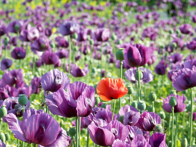 紫色罂粟花海图片