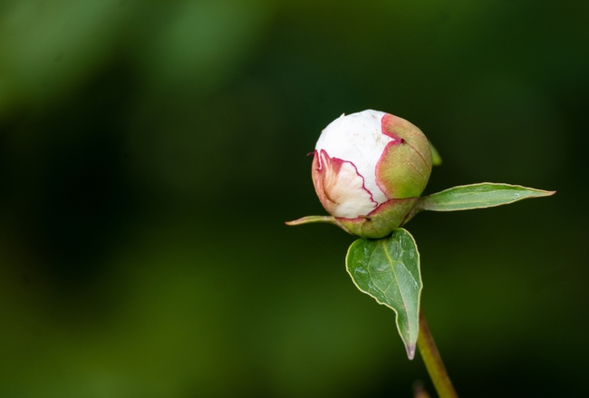 洛阳牡丹花花苞摄影图片