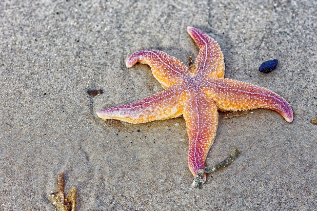 搁浅在海滩上的海星图片