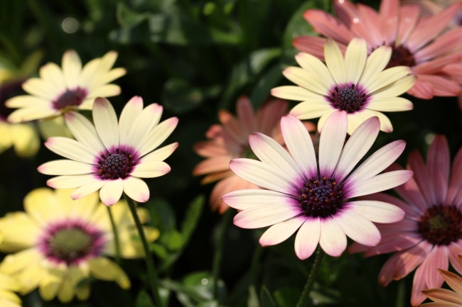 非洲菊花朵盛开图片