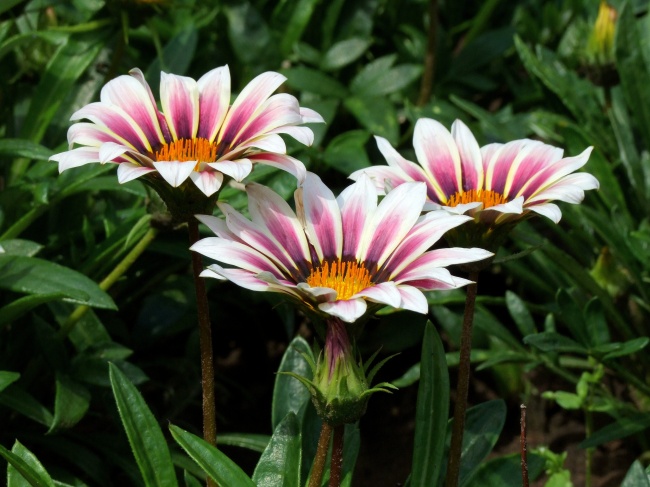 杂色菊开放图片