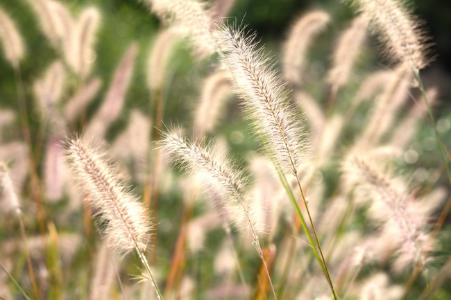 倒刺狗尾巴草图片