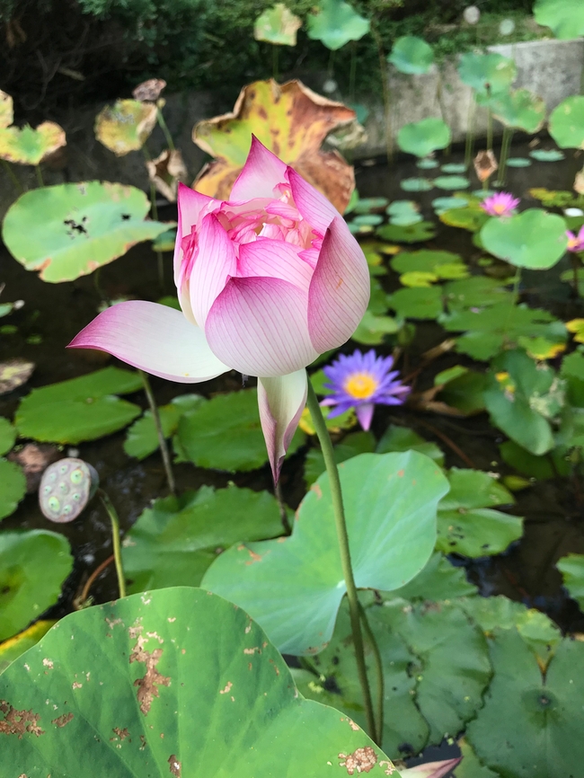 含苞待放水莲花图片