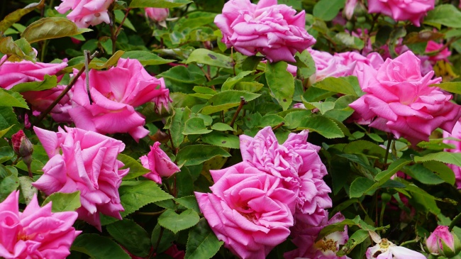 花园玫瑰花朵绽放图片