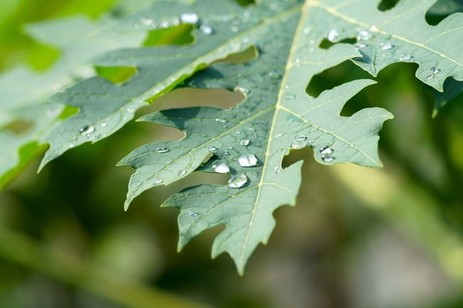 雨后木瓜叶子局部摄影图片