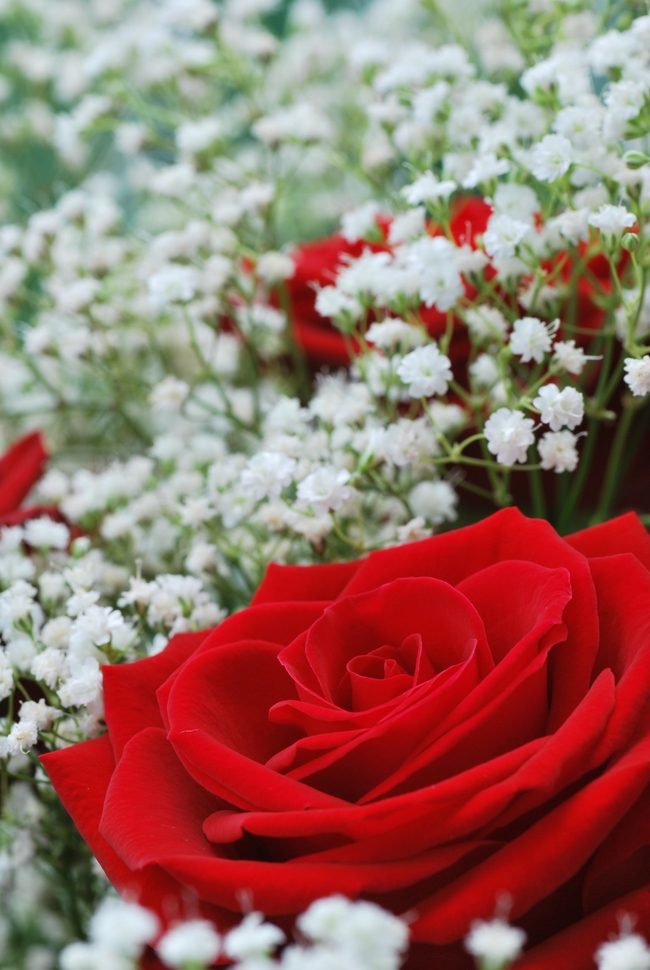 满天星红色玫瑰花图片