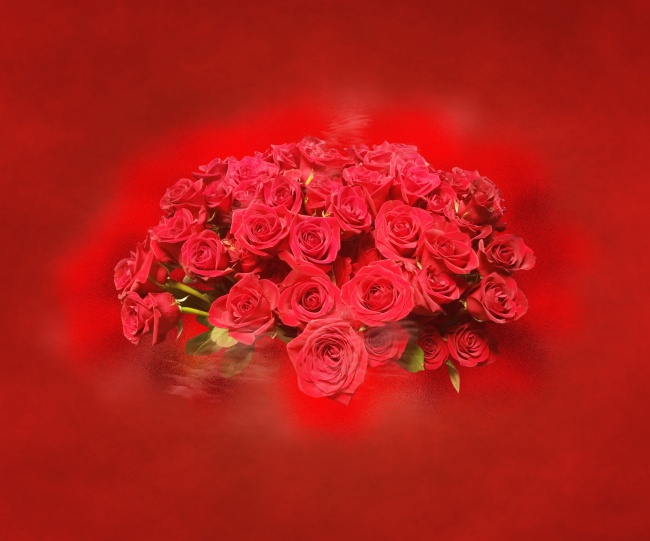 情人节红玫瑰花束图片