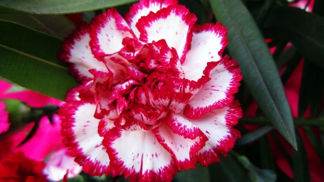 红色康乃馨图片