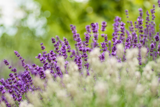 夏天紫色薰衣草局部摄影图片
