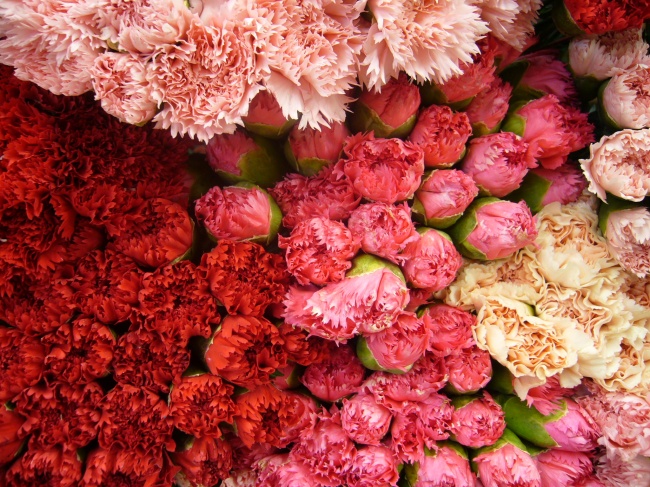 色彩缤纷康乃馨图片