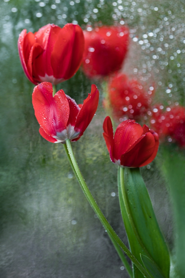 红色郁金香花枝微距特写摄影图片