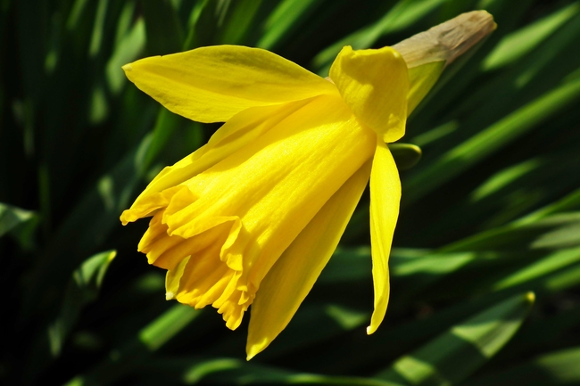 黄色喇叭水仙花图片