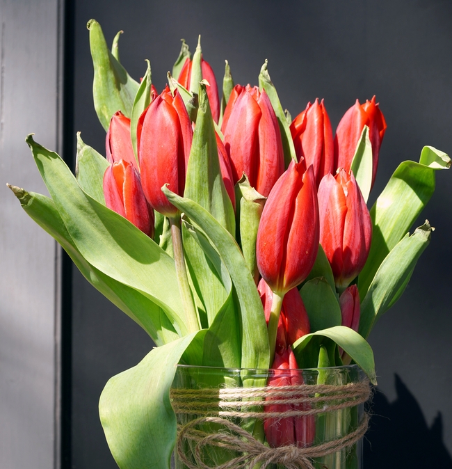 一束红色郁金香花图片