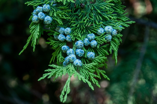 亚利桑那柏树树叶局部摄影图片
