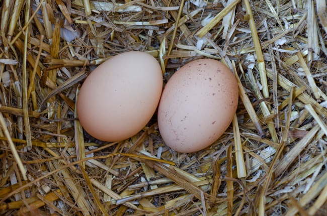 两个土鸡蛋图片