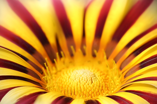 勋章菊微距特写摄影图片