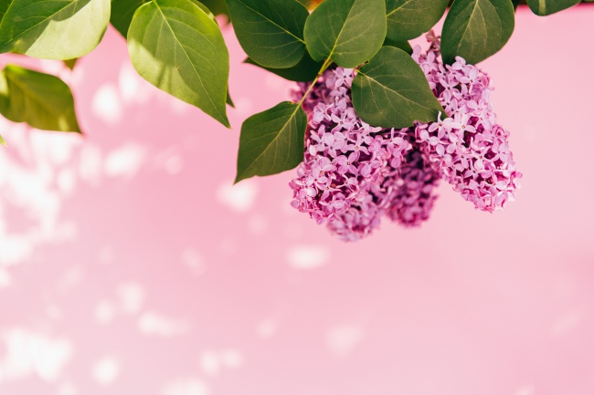 紫色丁香花局部摄影图片