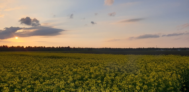 黄昏落日油菜花田图片