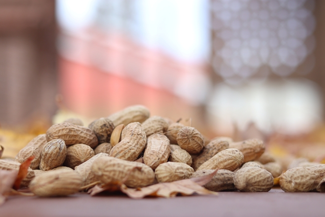 带壳红皮花生图片