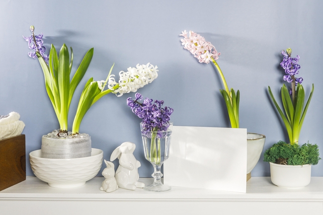 风信子盆栽植物图片