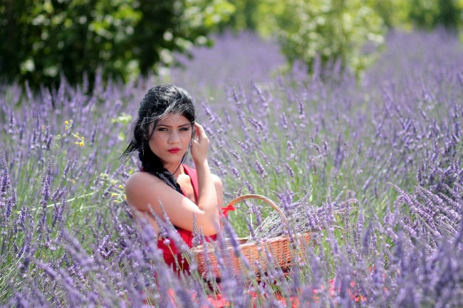 薰衣草花海美女写真图片