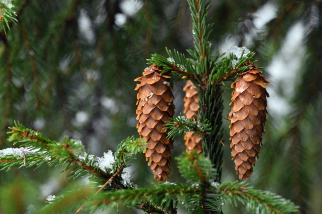 冬季松果球图片