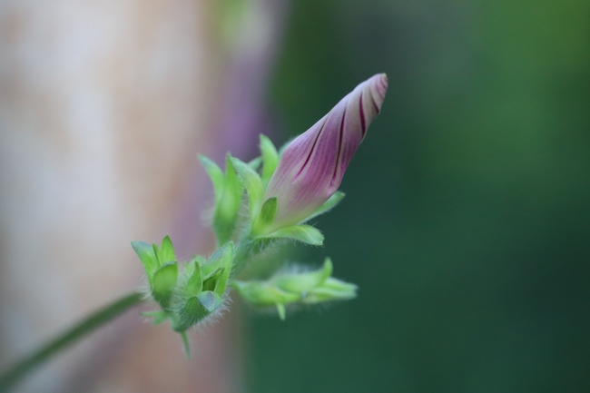 牵牛花含苞待放图片