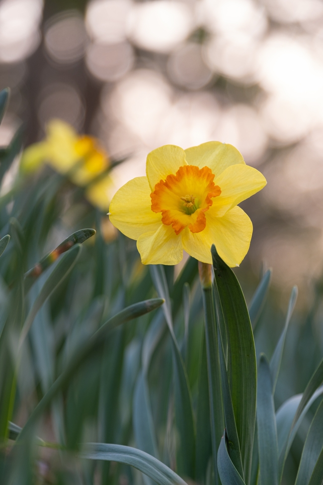 春天野生喇叭水仙花图片