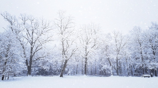唯美浪漫雪花纷飞雪景图片