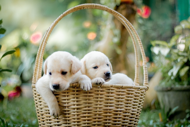 迷你可爱小萌犬拉布拉多图片