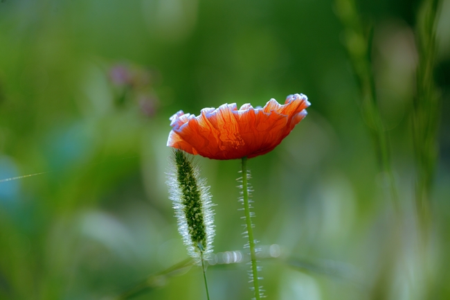 野生狗尾巴草罂粟花图片