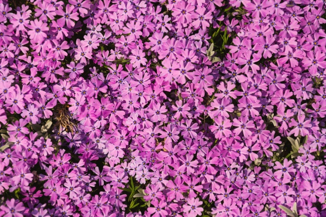 紫色小花花卉图片