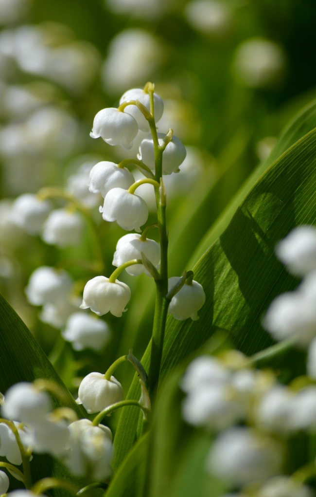 野生白色铃兰花摄影图片