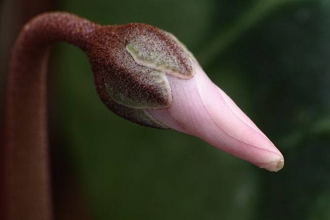 含苞待放粉色花苞摄影图片