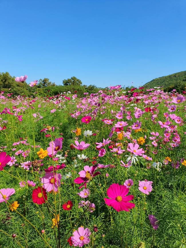 蓝天下盛开的格桑花海摄影图片